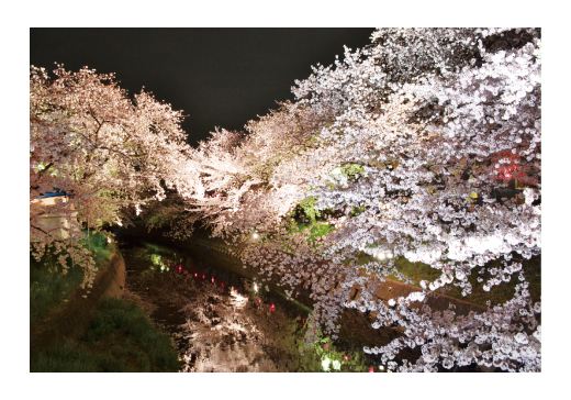 ポストカード 夜桜