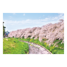 ポストカード 竹林公園の桜