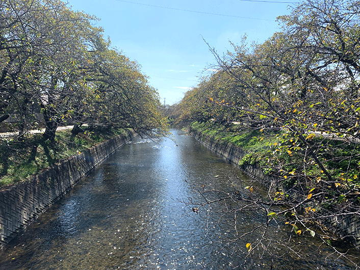 五条川の桜・秋の様子