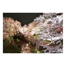 ポストカード 夜桜