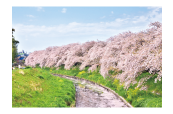 ポストカード 竹林公園の桜