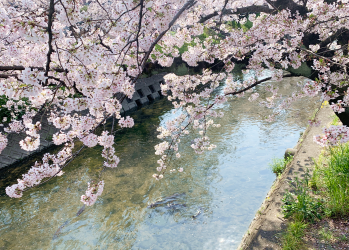岩倉市五条川の桜